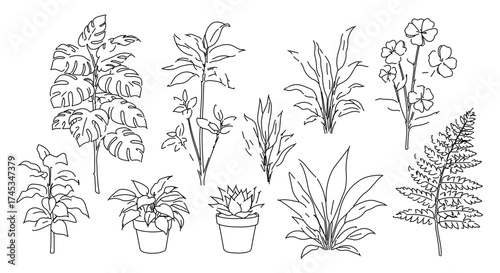 Set of hand drawn house plant, collection of botanical element