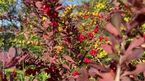 Small barberry berries in autumn