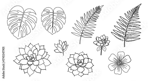 Botanical line art illustration, featuring tropical leaves and succulent plants