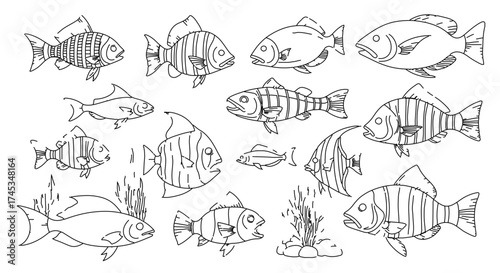 Collection of various fish species in a line drawing style