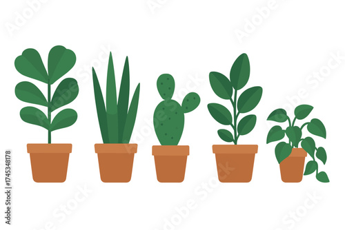 Collection of popular green houseplants in terracotta pots arranged in a row