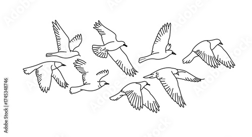A line art illustration of a flock of seagulls flying in the sky