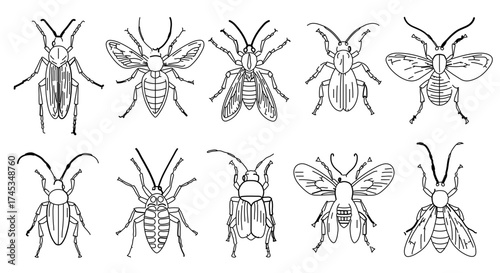 Collection of various beetle species in black and white entomology illustration