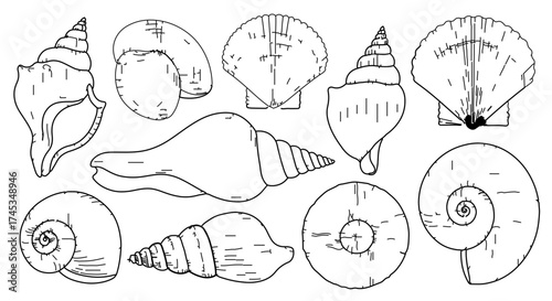Collection of various seashells, showcasing different shapes and sizes in line art