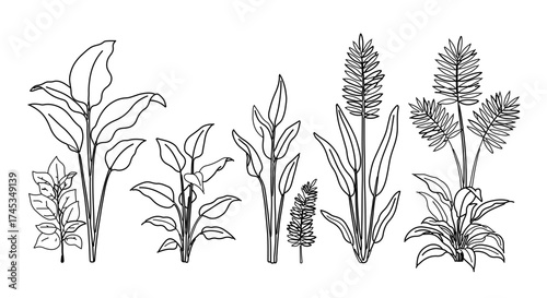 Set of aquatic plant hand drawn vector illustration in doodle style