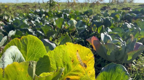 Cabbage plants healthy and green
