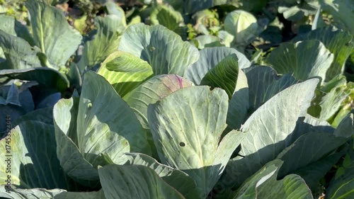 Beautiful cabbage leaves in garden 