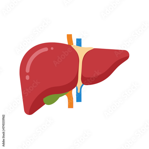 Human Liver Organ Anatomy Flat Vector Illustration.