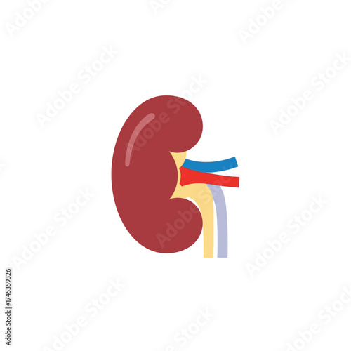 Medical illustration of a human kidney with blood vessels and arteries.