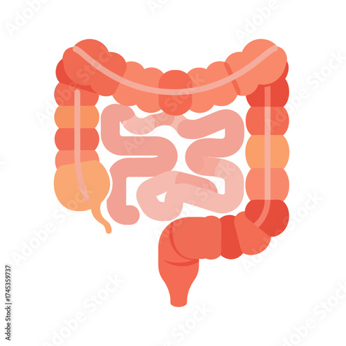 Illustration of the Human Colon and Small Intestine Anatomy.