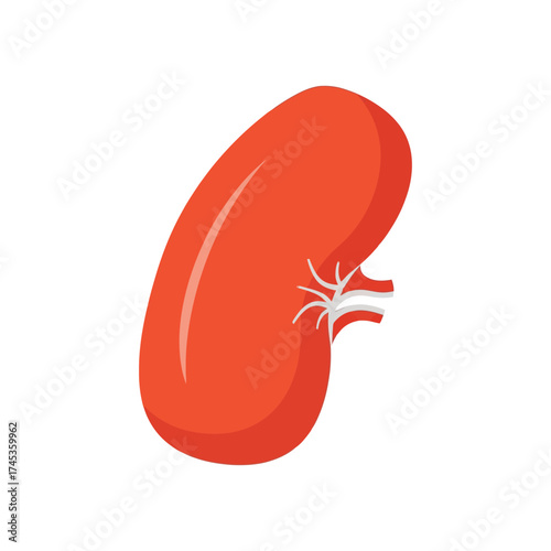 Simplified illustration of a healthy human kidney in vibrant red color.