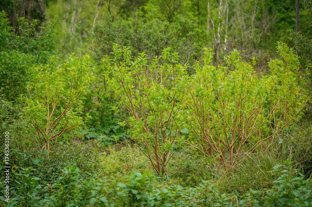 Obraz premium Saplings and Bushes Growing in Woodland