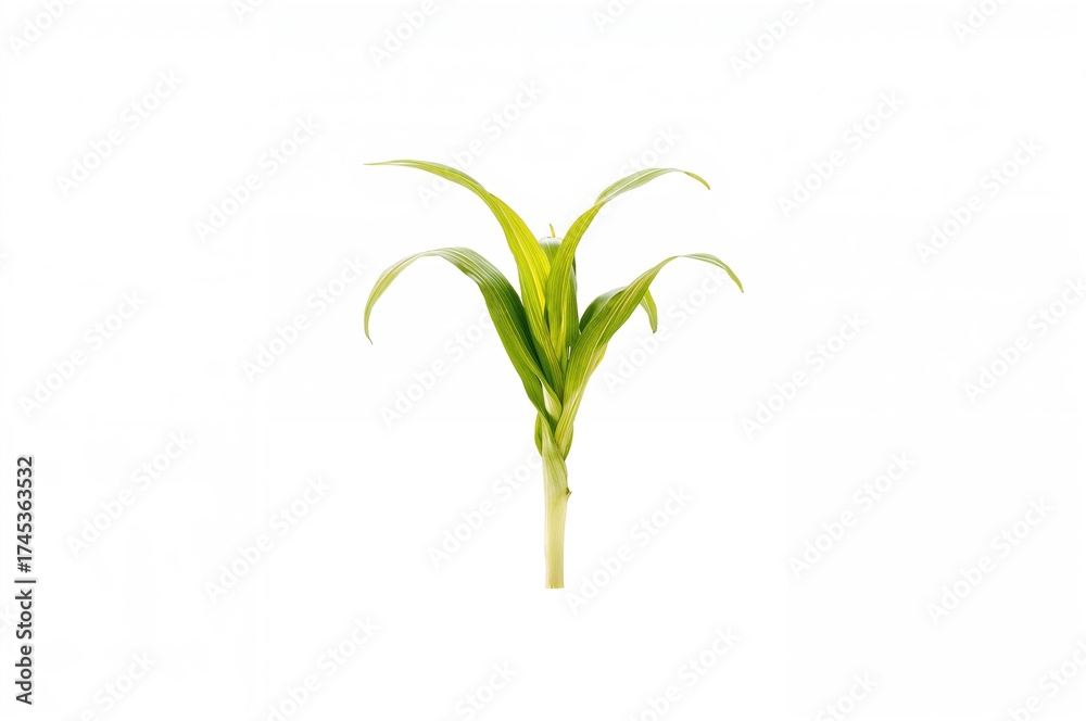 Fototapeta premium Fresh young corn seedling isolated on a white backdrop