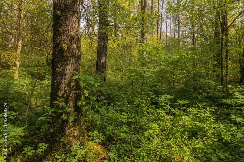 Fototapeta premium Fresh green pine cones
