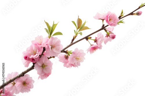 Delicate Pink Blossom Branch on White Background