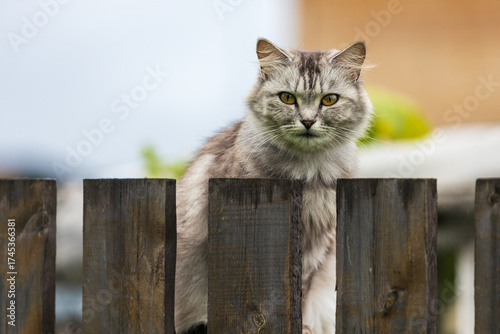 Portrait of an angry gray cat sitting on a wooden fence. The cat stares at the camera