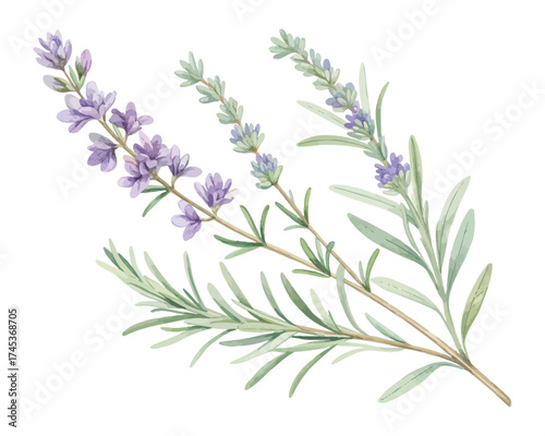 Hand-Painted Watercolor Lavender and Rosemary Branch isolated on white background
