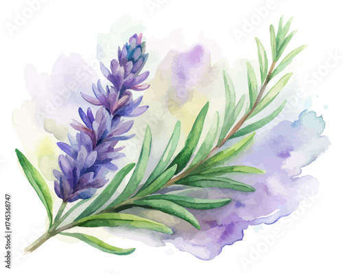 Hand-Painted Watercolor Lavender and Rosemary Branch vector illustration