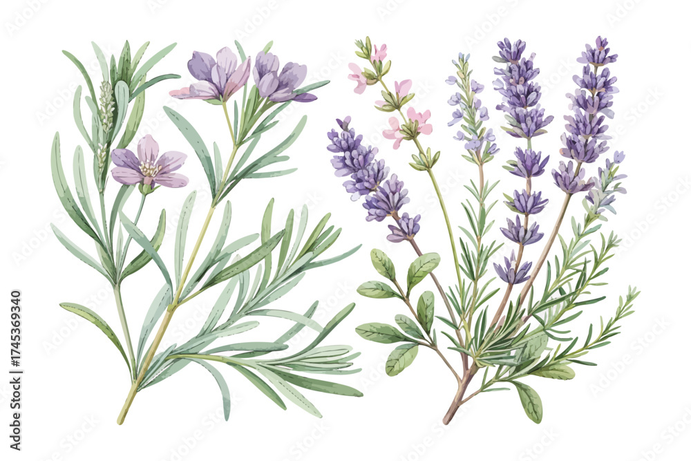 Naklejka premium Hand-Painted Watercolor Lavender and Rosemary Branch vector illustration