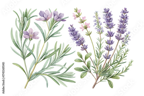 Hand-Painted Watercolor Lavender and Rosemary Branch vector illustration