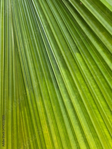 green leaf texture