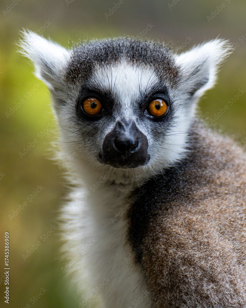 Obraz premium lemur catta portrait