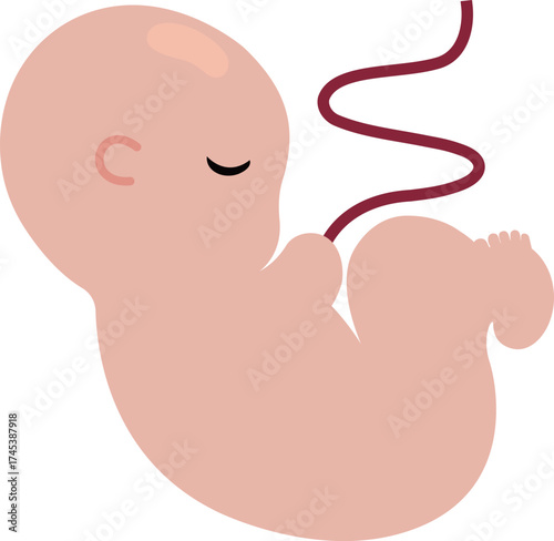 Fetus in Early Pregnancy Illustration