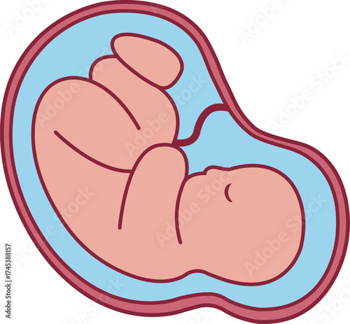 Fetus in Amniotic Sac Illustration