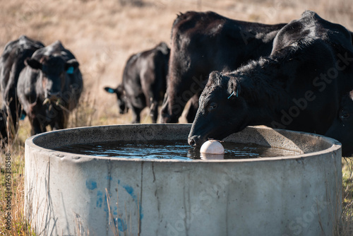 angus calm cow drinking water out of a round trough. livestock water trough in a field on a cattle farm in Australia in summer