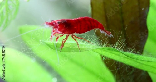 A green leaf of an Echinodorus plant, overgrown with algae. A red aquarium shrimp Neocaridina Davidi Heteropoda crawls on the leaf and eats the algae. Macro view, shallow depth of field.