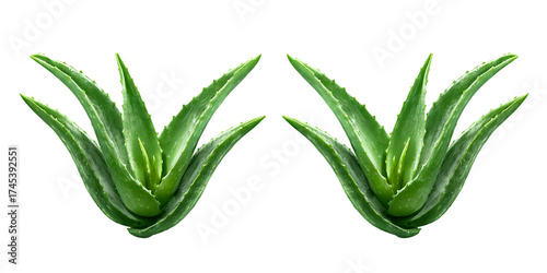 Two aloe vera plants isolated on transparent png background