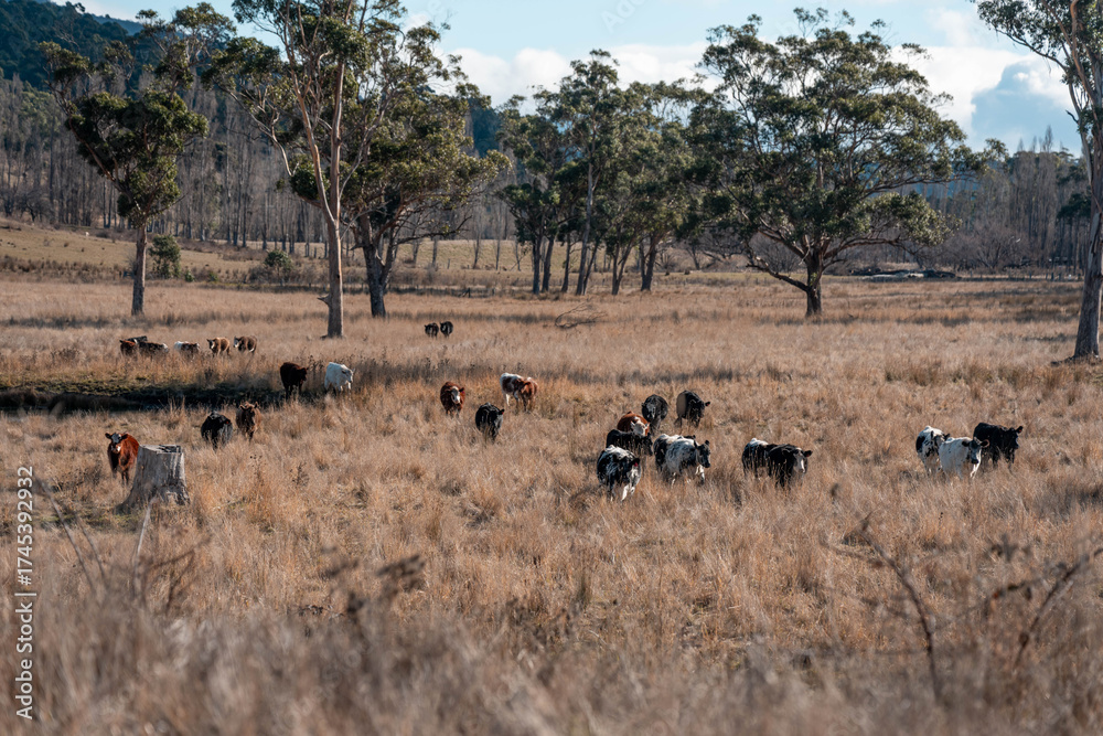 Obraz premium outback aussie beef cattle livestock on a regenerative agriculture farm practicing sustainable agricultural practices in summer