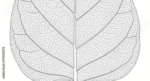 Detailed illustration of a leaf skeleton, showcasing intricate vein patterns and delicate structure against a white background.