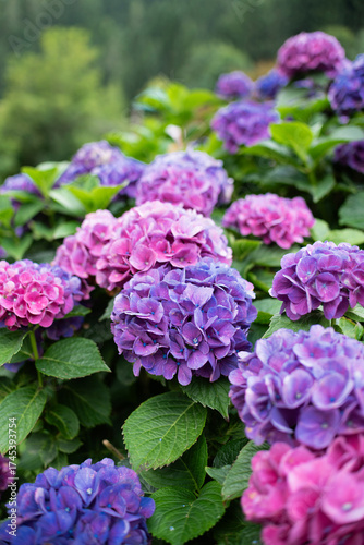 hydrangea