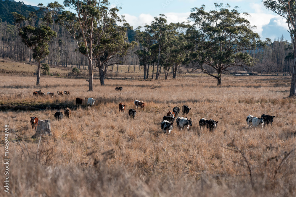 Obraz premium Stud Beef bulls, cows and calves grazing on grass in a field, in Australia. breeds of cattle include wagyu, murray grey, angus, brangus and wagyu on long pasture in summer
