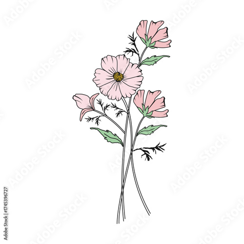 Hand drawn cosmos flower vector