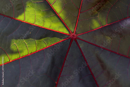 Detail of big dark green leaf.