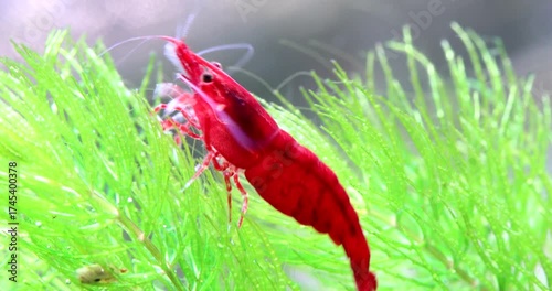 Aquarium shrimp Neocaridina Davidi Heteropoda, red chitinous shell. Aquatic animal eating algae on a green plant of Ceratophyllum and swims away. Macro view, freshwater tank nature. 