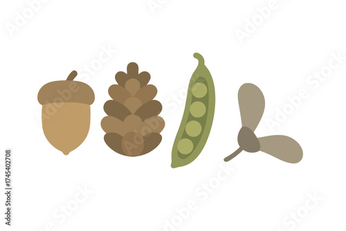 Stylized collection of natural seeds and pods: acorn, pine cone, pea pod, and maple samara