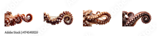 Set of Detailed Octopus Tentacle Texture with Suction Cups