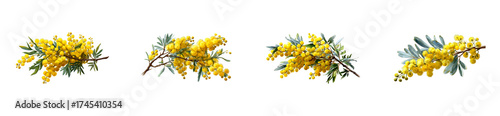 Set of Collection of Yellow Wattle Flower Branches with Green Leaves