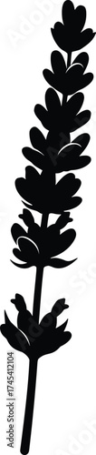 Lavender Stem Silhouette Vector – Minimal Botanical Flower Illustration in Black and White