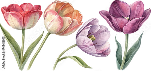Watercolor Tulips
