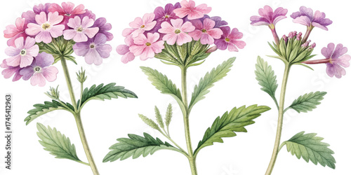 Watercolor Verbena Flowers
