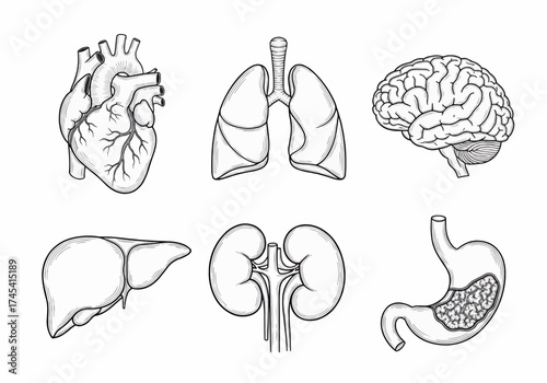 Vector illustrations of vital human internal organs heart, lungs, brain, liver, kidneys, stomach. Essential for medical anatomy, biology education, and healthcare design