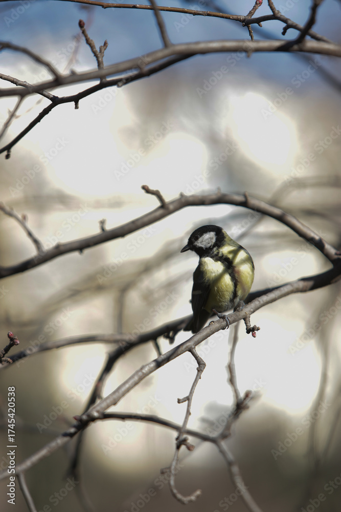 Obraz premium Great tit perching on tree branch in nature