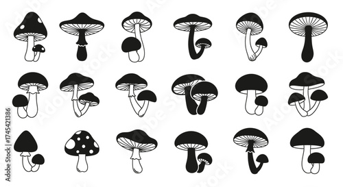 Assorted black and white mushrooms fungi forest