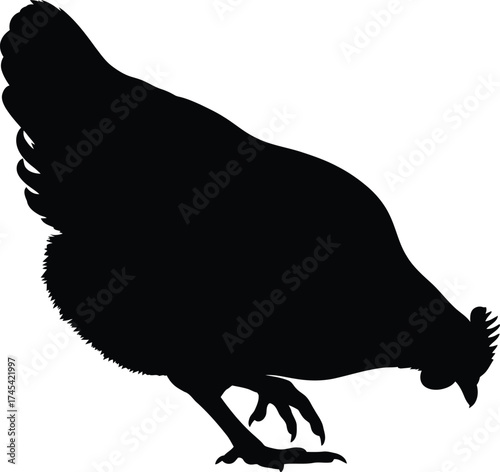 Silhouette of a chicken pecking on the ground isolated on white background