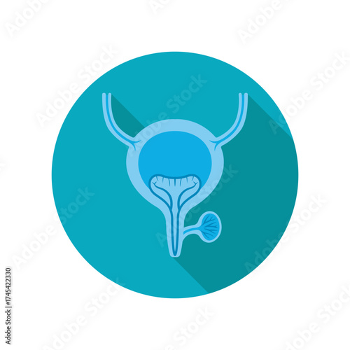 Bladder Illustration Anatomical Detail Health Awareness Visual Medical Concept in Teal Blue Scientific Diagram