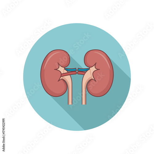 Kidneys Illustration for Medical Anatomy Education Nephrology Health Awareness and Renal Care Diagnostic Kidney Disease